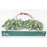 Schlangen-Fetthenne Ampel 40 cm Sedum B