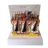 YZDKJDZ Pathologisches Hundehautmodell, Tierkrankes Anatomisches Modell, PVC-Material Medizinisches Lehrmodell Für Medizinische Training