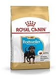 ROYAL CANIN Rottweiler 31 Junior 3 kg, 1er Pack (1 x 3 kg)