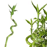 5x Lucky Bamboo Glücksbambus - 100cm GEDREHT - Spiral in verschiedenen Groessen - Zimmerbambus Gluecksbambus Zimmer Deko Bam Boo dracaena sanderiana Zimmerp