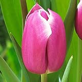 5x Tulpenzwiebeln rosa Gartenblumen zwiebeln Tulpe zwiebel Blumenzwiebeln Tulpen Tulpe triumph Canb