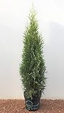 Heckenprofi Edel Thuja Smaragd immergrüner Lebensbaum Zypresse 60-80cm im Topf gewachsen (10 Stück)