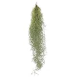Exotenherz - Feenhaar - Louisiana-Moos - Tillandsia usneoides - hängende Tillandsie - ca. 30-40cm lang - pfleg
