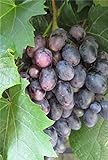 Vitis vinifera Einset Seedless, purpurfarbene kernlose und aromatische Früchte Preis nach Größe veredelt mit Neuaustrieb