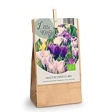 15x Crocus vernus - NATURE DAY Mix | Bio Krokuszwiebeln | Lilla Blumen | Frühjahrsblüher Zwiebeln | Mehrjährige blühende Pflanzen für den G