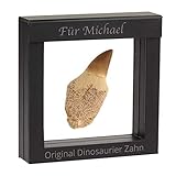 Historia Original Dinosaurier Zahn mit Ihrer individuellen Gravur als persönliches Kinder-Geschenk