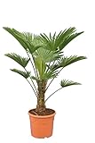 Frostharte Winterharte Hanfpalme - Trachcarpus wagnerianus - Stamm 20-30 cm - Gesamthöhe 80-100 cm - Topf Ø 30 cm [8516]
