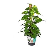 Efeutute am Moosstab 60 cm Epipremnum Aureum Zimmerpflanzen rankend Ampelp