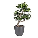 Bonsai von Botanicly – Bonsai in anthrazitfarbenem Übertopf als Set – Höhe: 70 cm – Ficus Gin Seng