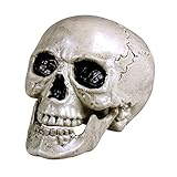 Boland 74362 - Totenkopf Maxilla mit beweglichem Gebisss, Größe ca. 17 x 15 cm, Schädel, Knochen, Dekoration, Halloween, Horror, Party,