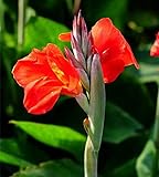 Indisches Blumenrohr,Canna bedeutet harten Willen,Blumenrohr Rhizom,Blumenzwiebeln, Sie können Ihren Hof dekorieren-3 Zwieb