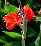 Indisches Blumenrohr,Canna bedeutet harten Willen,Blumenrohr Rhizom,Blumenzwiebeln, Sie können Ihren Hof dekorieren-3 Zwieb