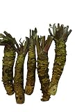 Wasabi 10 Samen -wasabi japonica- Echter Wasab