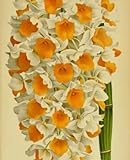 Notebook with Orange Flowers: Vintage Illustrated Cover, College Ruled, 120 pages, 7.5”x9.25