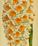 Notebook with Orange Flowers: Vintage Illustrated Cover, College Ruled, 120 pages, 7.5”x9.25