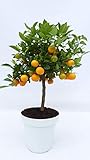 Calamondin Orange Citrus Mitis 70-90 cm Orangenbaum Calamondino,