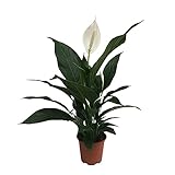 Spathiphyllum wallisii 'Pearl Cupido' | Einblatt Pflanze | Weiße Blüte | Luftreinigende Zimmerpflanzen gross | Höhe 70-80cm | Topf-Ø 17