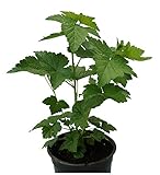 Grüne Johannisbeere `Venny´, Neuheit mit grünen Früchten, Buschform, 60-80cm im 3,5L-Top