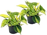 Efeutute, Scindapsus, (Epipremnum aureum) Sorte: Brasil, gelb-grünes-buntes Blattwerk, rankend, Ampelpflanze, luftreinigend (2er Set je im 12cm Topf)