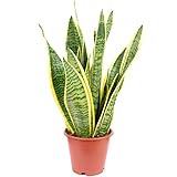 Bogenhanf - Sansevieria trifasciata Laurentii - Höhe ca. 35 cm, Topf-Ø 12