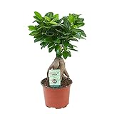 Ficus microcarpa Ginseng | Bonsai Baum | Indoor Zimmerpflanzen | Höhe 30-35cm | Topf-Ø 12