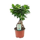 Ficus microcarpa Ginseng | Bonsai Baum | Indoor Zimmerpflanzen | Höhe 30-35cm | Topf-Ø 12