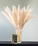 felani® Pampasgras 30 Stück getrocknet - weiß I natürlich & besonders fluffig - echte Trockenblumen Wedel - Wohnzimmer Deko - Phragmites C