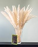 felani® Pampasgras 30 Stück getrocknet - weiß I natürlich & besonders fluffig - echte Trockenblumen Wedel - Wohnzimmer Deko - Phragmites C