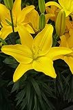 5x Frische Blumenzwiebeln Asiatische Lilie ' Easy Sun ' in sonnengelb *Rarität*