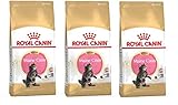 GroßhandelPL Royal Canin Maine Coon Kitten Katzen Trockenfutter 3 x 10kg