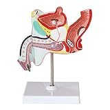 EMGAO Männliches Fortpflanzungssystem Organ des menschlichen Körpers Anatomisches Modell Nervenblutgefäß Humanmedizin Anatomie Modellbildungsspielzeug