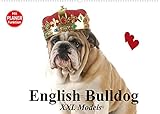 English Bulldog XXL Models (Wandkalender 2022 DIN A2 quer) [Calendar] Stanzer, Elisab