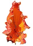 Afrikanische Tulpenbaum (Spathodea campanulata) 10 Samen Zierb