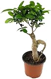 Fangblatt - Ficus Ginseng - zauberhafte Zimmerpflanze mit Charme eines Bonsai - die Zimmerfeige als pflegeleichte Dek