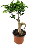Fangblatt - Ficus Ginseng - zauberhafte Zimmerpflanze mit Charme eines Bonsai - die Zimmerfeige als pflegeleichte Dek