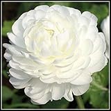 Ranunkeln Zwiebeln Winterhart,Ranunkel Ist in Ihrem Garten Gepflanzt,Besonders Zwiebeln,Süße,Der Garten Ist Voller Bunter Blumen-3 Zwiebels,1