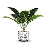 Codream KüNstlich Pflanzen mit Topf - Klein FäLschung Scindapsus Dekorative Pflanzen Bonsai - Ideal für Wohnzimmer Badezimmer Balkon Büro Deko Tischdeko & Outdoor Dek