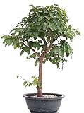 Bonsai - Carpinus coreana, Koreanische Hainbuche 204/108