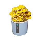 Zidao Pilze Züchten Set, Pilzzuchtset Champignons Bio Anzuchtset Bonsai Für Haus Kultur Klein Anzuchtset Für Kinderleich Ideales Geschenkblue Elm Yellow Mushroom,B