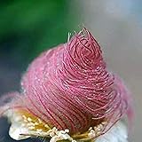 Oce180anYLVUK Prairie Smoke Seeds, 100 Stück Beutel Prairie Smoke Seeds Seltener Topf Seltene Blumensamen Spezielle DIY Bonsai Für Den Garten 1