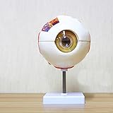TGBN 6-mal menschliches Auge Anatomie-Modell Demontiert bewegliche Labor-Exemplar-Gerichte Griff Ophthalmologie Augapfel Innenstruktur Cornea Iris Linse Glaskörper 1010