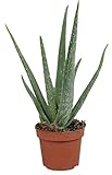Echte Aloe Vera - im 12cm Topf - ca. 30-40cm hoch (eine Pflanze)