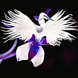 Portal Cool 50 Stücke Japanische Radiata WeiÃŸe Taube Reiher Orchidee Samen Schöne Vogelform B