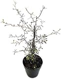 Fangblatt - Corokia cotone - der Zickzackstrauch aus Neuseeland - perfekte Dekoration für kühlere Räume - klein blättrige Zimmerpflanze für den halbschattigen S