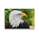 CALVENDO Premium Textil-Leinwand 45 x 30 cm Quer-Format Weisskopfseeadler, Leinwanddruck von Antje Lindert-Rottk