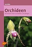 Orchideen: Die besten Arten auswählen und pfleg