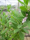 Seidelbast Eternal Fragance - Daphne transatlantica Eternal Frag
