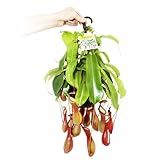 Exotenherz - Fleischfressende Pflanze - Nepenthes alata 14cm Ampeltop