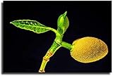 LGHLJ Leinwand Bilder Jackfruit Poster auf schwarzem Hintergrund Poster Dekorative Bild Leinwand Wand Bilder Poster Bild60x90cm x1 R