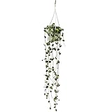 Exotenherz - Zimmerpflanze zum Hängen - Ceropegia woodii - Leuchterblume - 10cm Amp